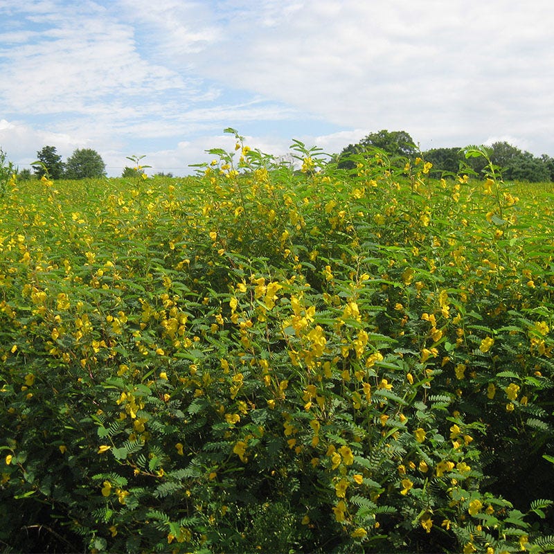 a tall pea plant with yellow seeds Partridge Pea Seeds, Chamaecrista fasciculata