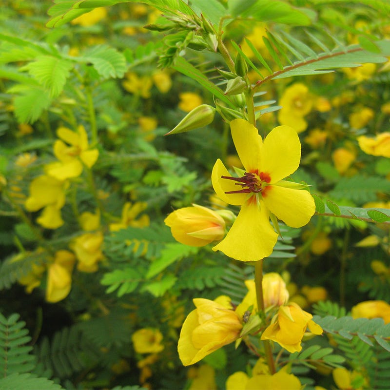 a tall pea plant with yellow seeds Partridge Pea Seeds