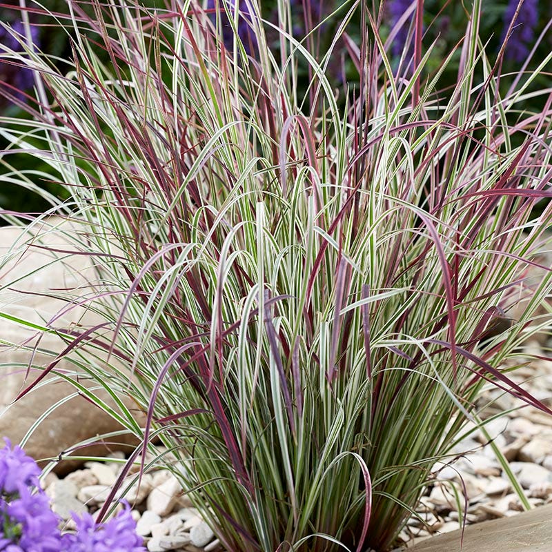 Chameleon Little Bluestem Grass