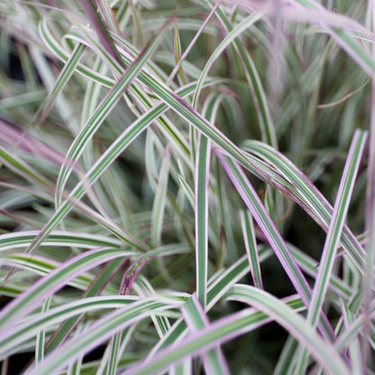 Chameleon Little Bluestem Grass