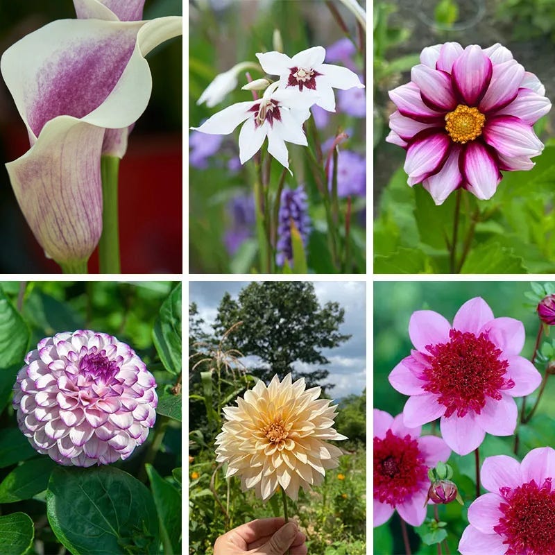 Champagne Bouquet Bulb Collection