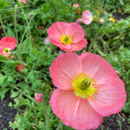 Champagne Bubbles Pink Iceland Poppy