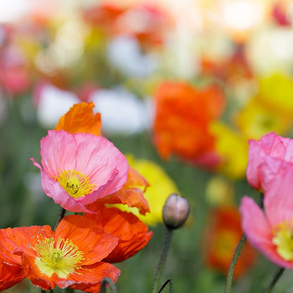 Champagne Bubbles Pink Iceland Poppy