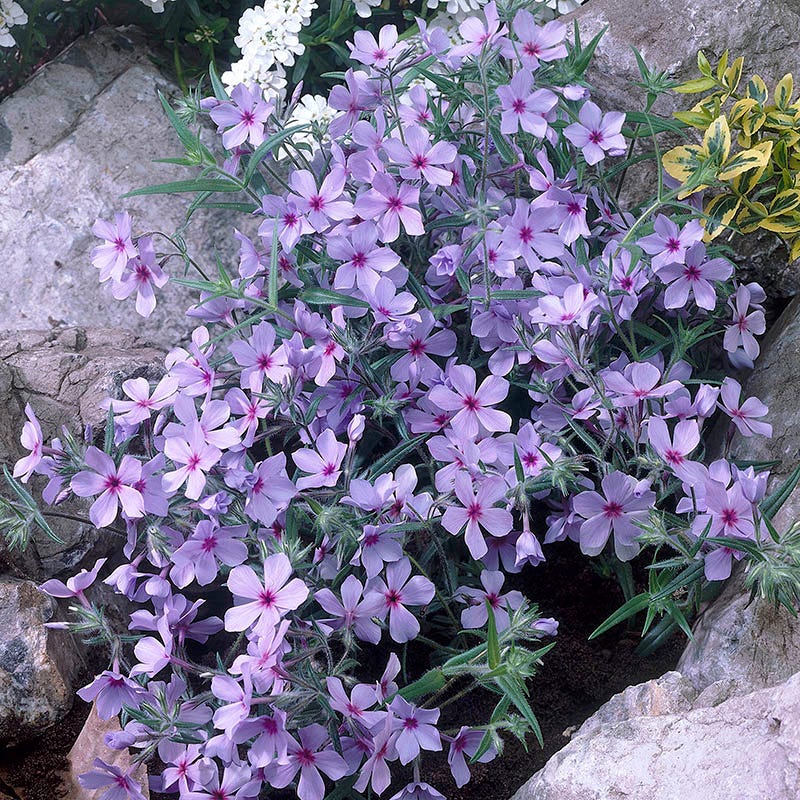 Native Shade Low Grow Plant Collection