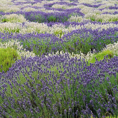 Checkerboard Low Grow Lavender Collection