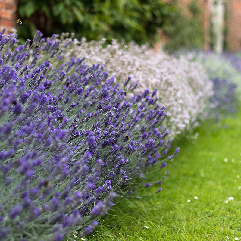 lavender seed collection Checkerboard Low Grow Lavender Collection