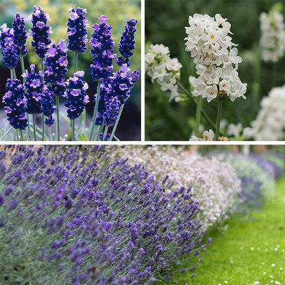 lavender plants per acre Checkerboard Low Grow Lavender Collection