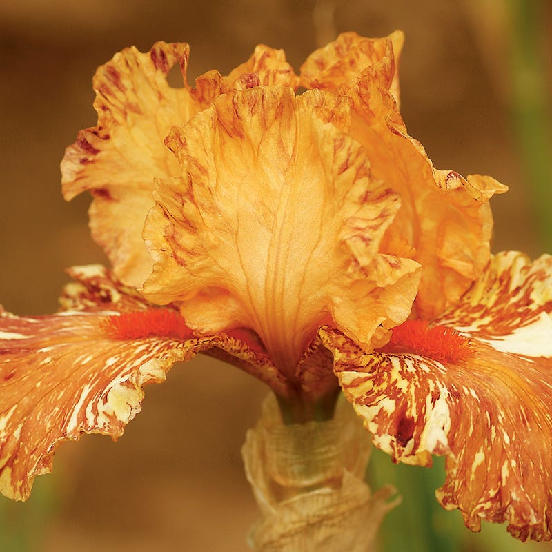 Cheetah Cheese Bearded Iris