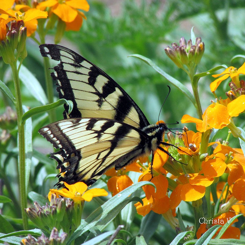 Siberian Wallflower Seeds