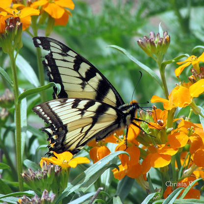 Siberian Wallflower Seeds
