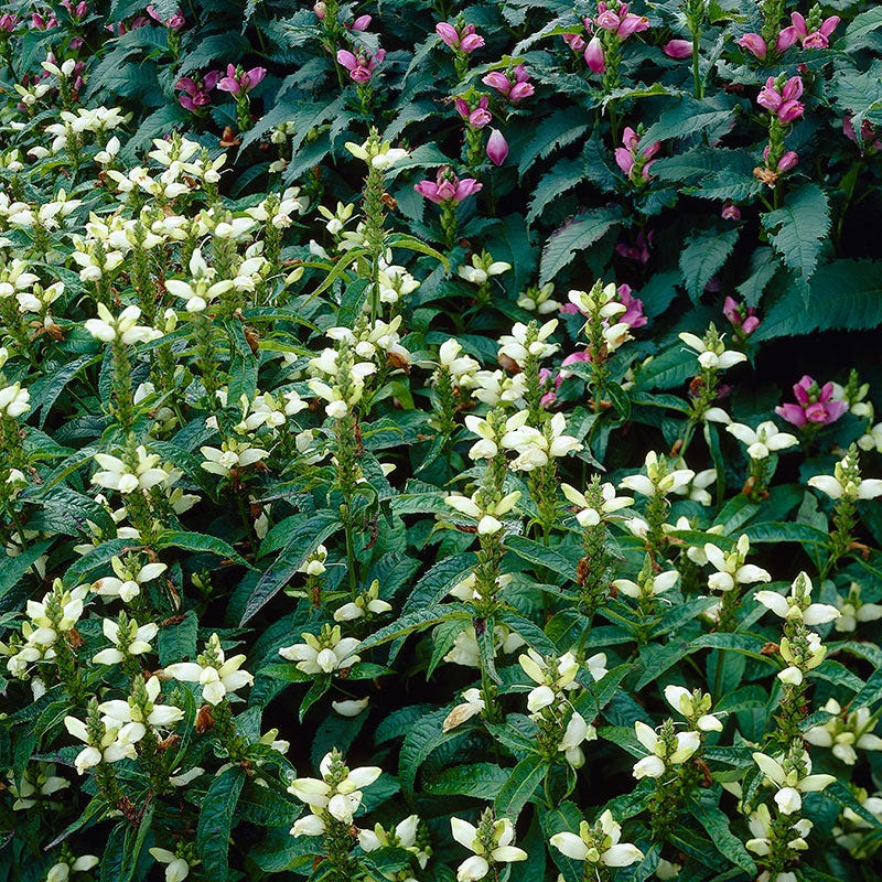 White Turtlehead
