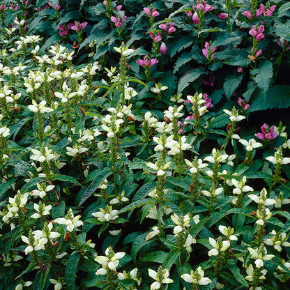 White Turtlehead