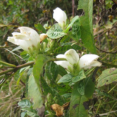 White Turtlehead Seeds