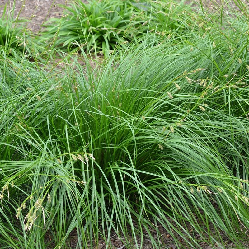 Cherokee Sedge