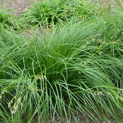 Cherokee Sedge