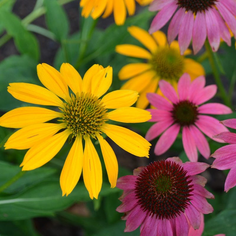 Cheyenne Spirit Echinacea