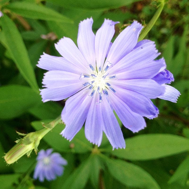 chicory flower seeds Chicory Seeds | Blue