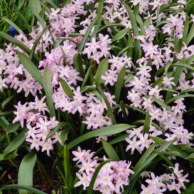 Pink Giant Glory Of The Snow
