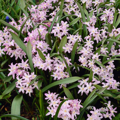 Pink Giant Glory Of The Snow