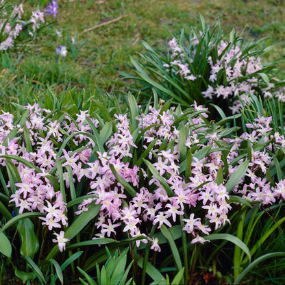 Pink Giant Glory Of The Snow