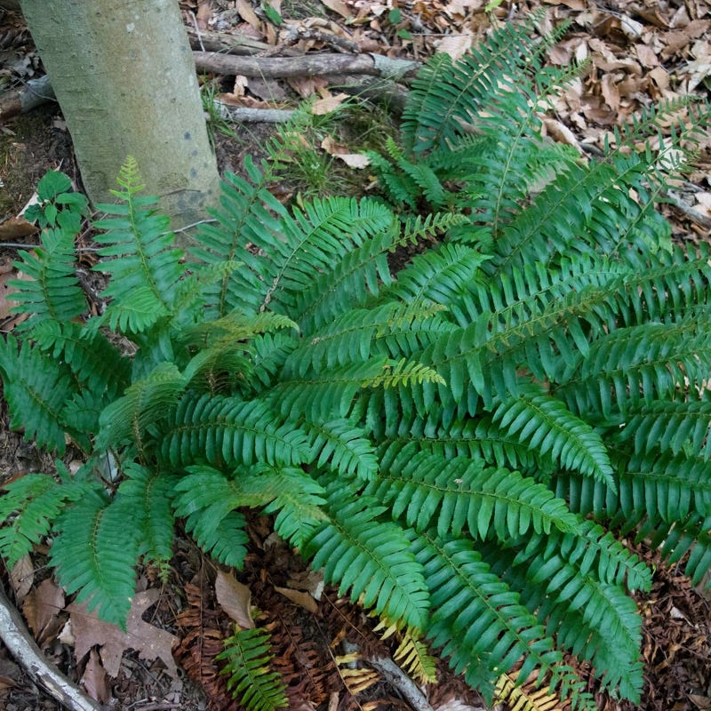 Christmas Fern