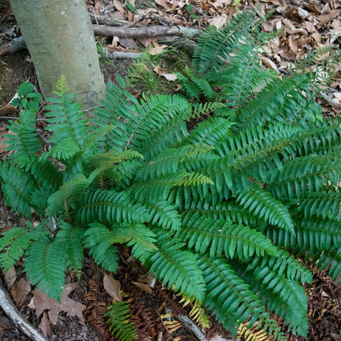 Christmas Fern