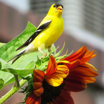 Chocolate Cherry Sunflower Seeds