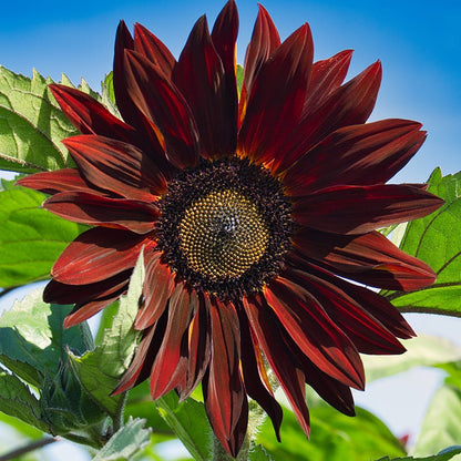 Sunflowers For The Soul Seed Collection