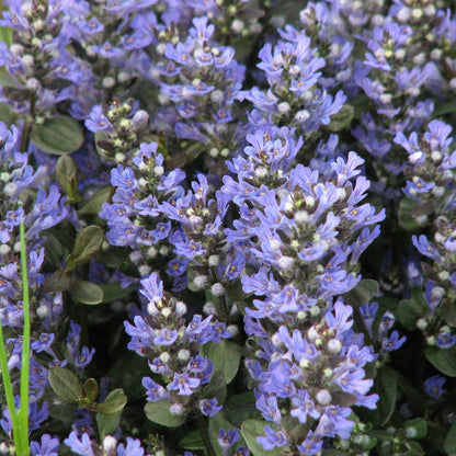 Chocolate Chip Ajuga