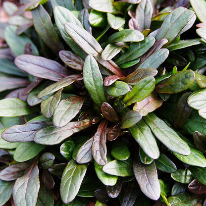 Chocolate Chip Ajuga