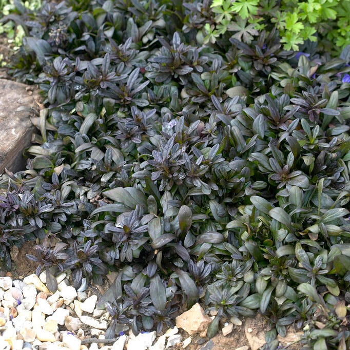 Chocolate Chip Ajuga