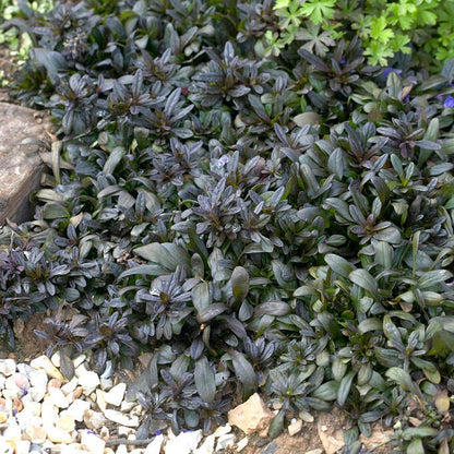 Chocolate Chip Ajuga