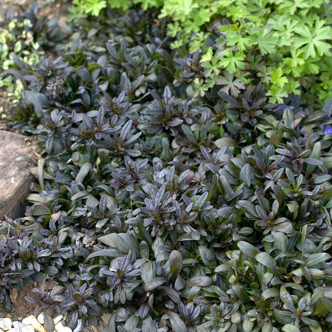 Dappled Shade Tapestry Lawn Plant Collection