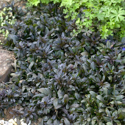 Dappled Shade Tapestry Lawn Plant Collection