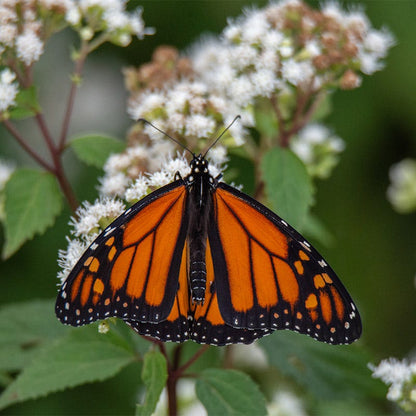 Chocolate Joe Pye Weed
