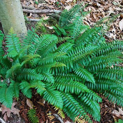 Farmhouse Pre-Planned Garden