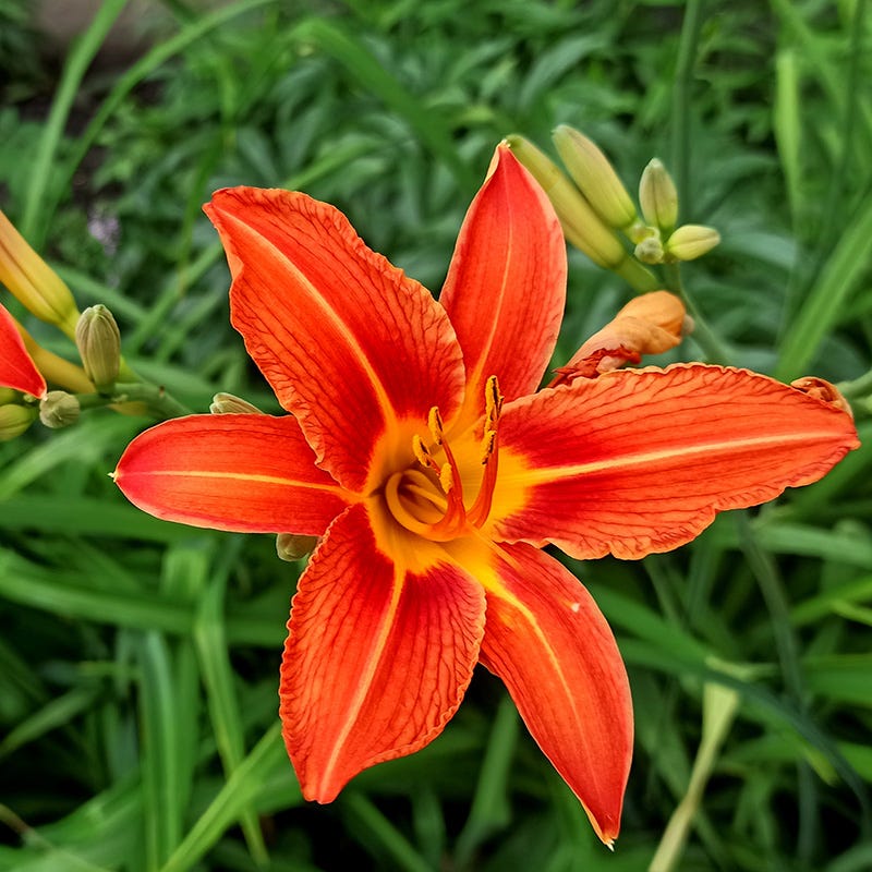 Christmas Time Daylily
