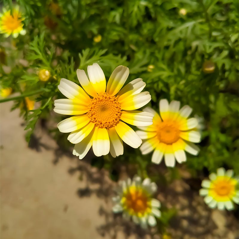 Garland Daisy Seeds