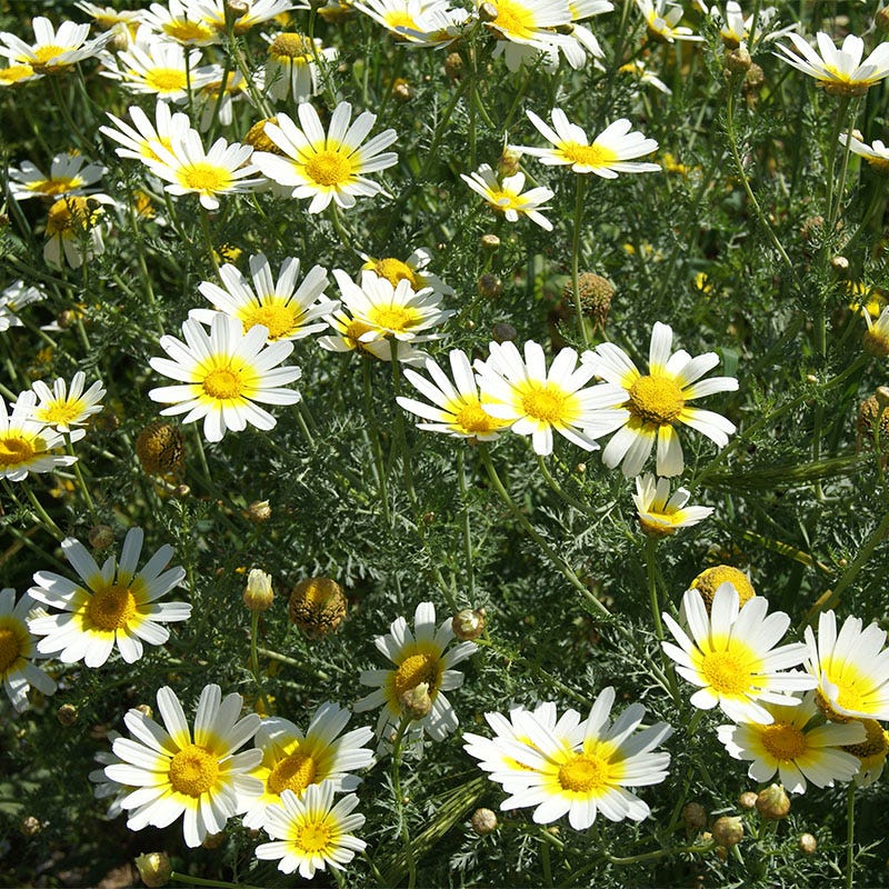 Garland Daisy Seeds