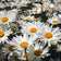 Shasta Daisy Seeds|White Shasta Daisy Seeds, Chrysanthemum maximum