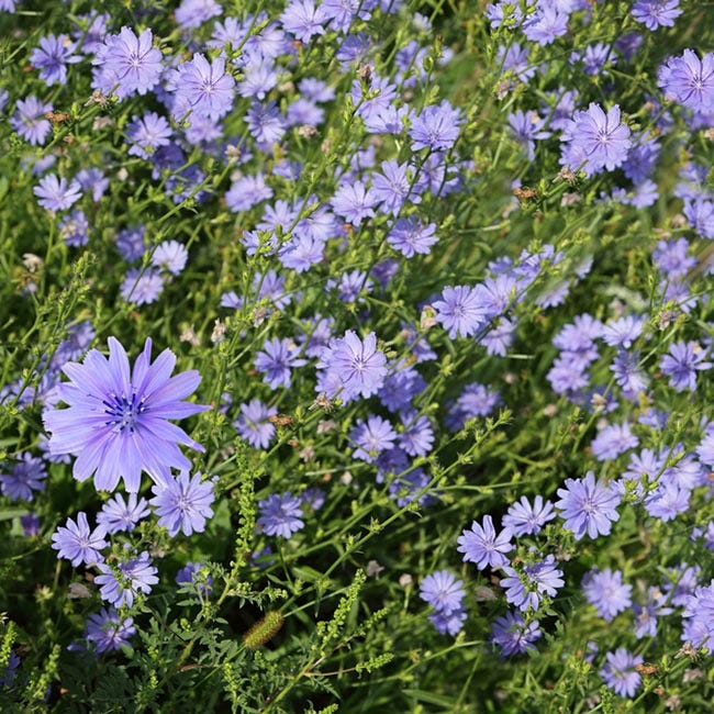 chicory flower seeds Chicory Seeds | Blue