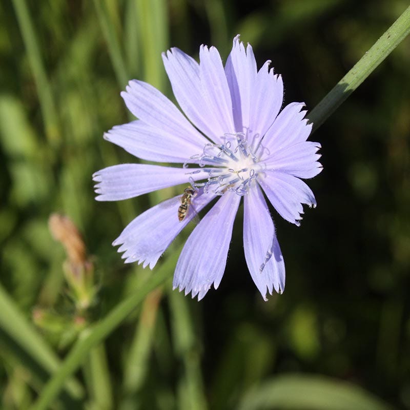 chicory wildflower seeds Chicory Seeds | Blue