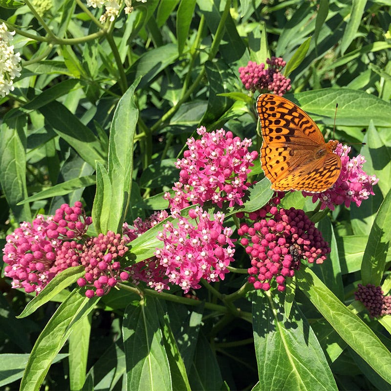 Cinderella Swamp Milkweed - Thumbnail 4