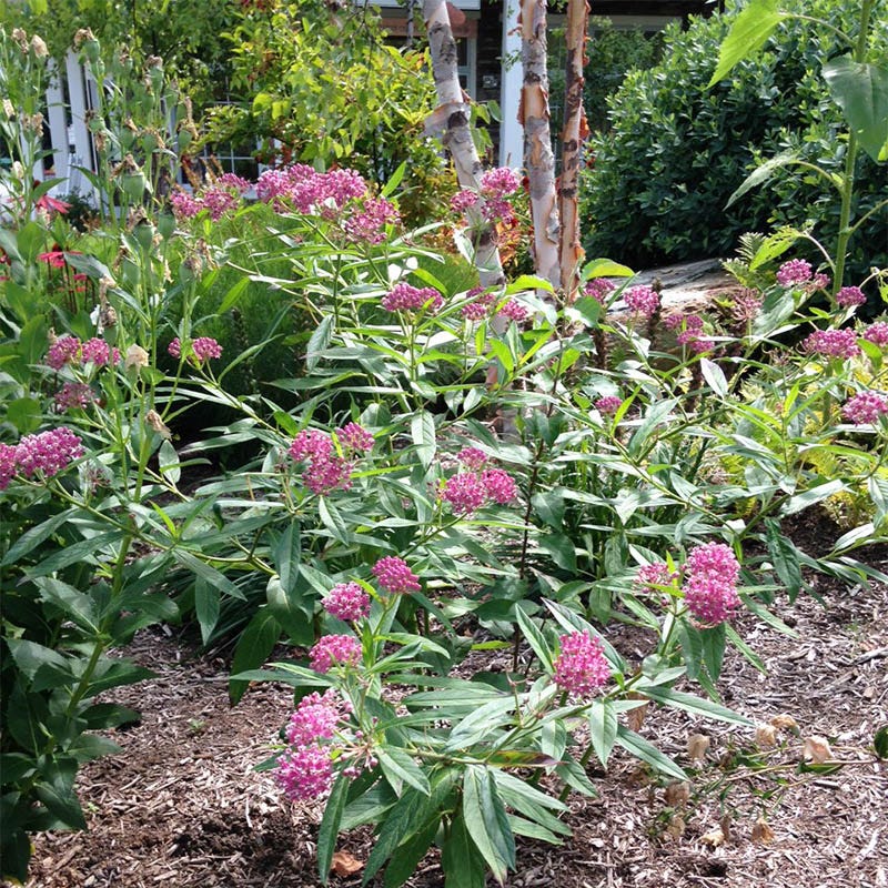 Cinderella Swamp Milkweed