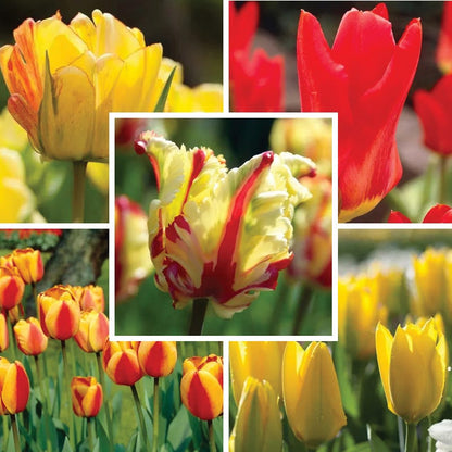Circus Tent Tulip Collection