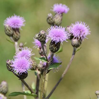Pasture Thistle