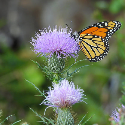 Pasture Thistle with Monarch