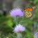 Pasture Thistle with Monarch