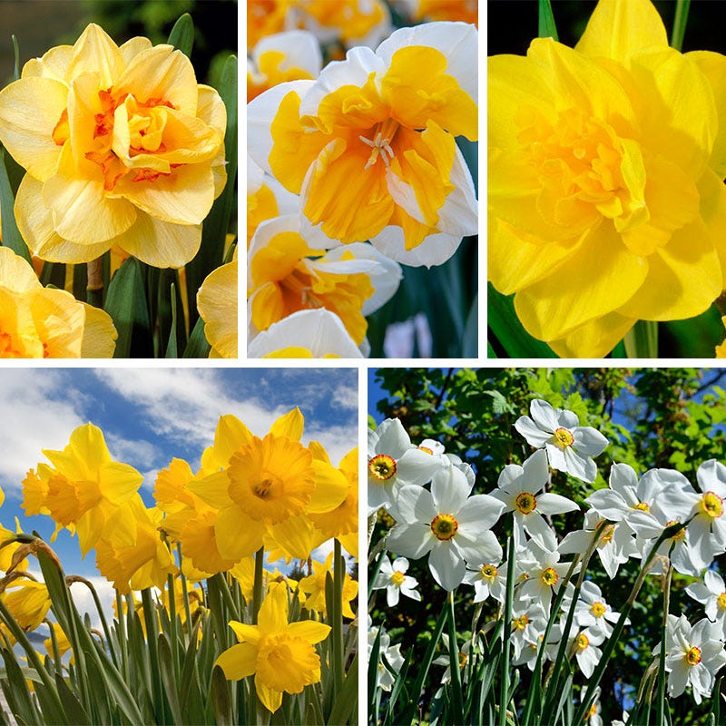 Citrus Daffodil Flower Bulb Collection