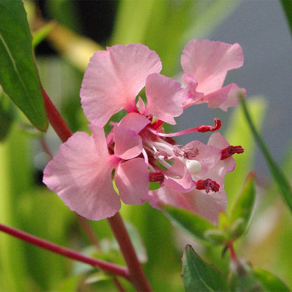Farewell to Spring Seeds
